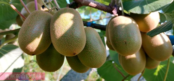 猕猴桃是含维生素C最丰富的水果