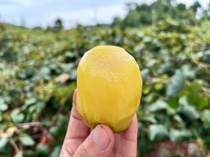 阳光金果