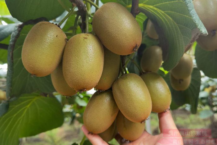 以新西兰佳沛阳光金果为镜 反观中国猕猴桃品牌化之路