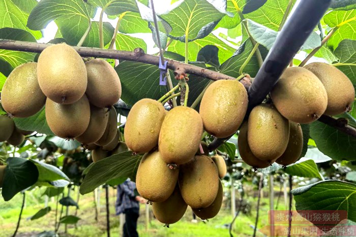 以新西兰佳沛阳光金果为镜 反观中国猕猴桃品牌化之路