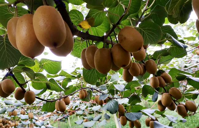 “阳光金果”大卖之后 佳沛诉高昊昱案后续