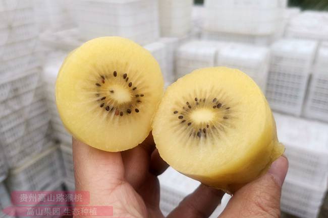 高山金奇异果 黄心猕猴桃,肉厚爆汁,好吃到根本停不下来,亩收入过万元!