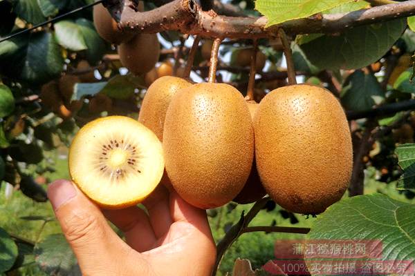乌鲁木齐：节前猕猴桃水果“身价”上涨