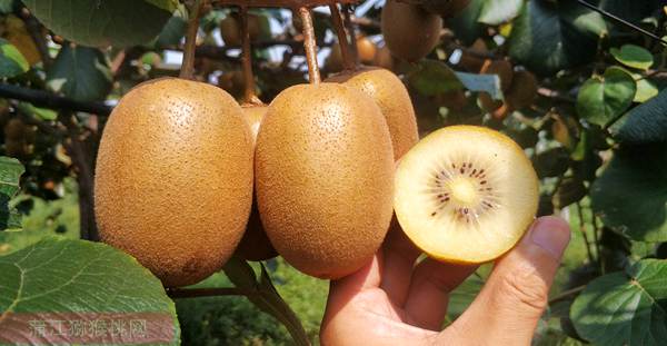 猕猴桃的授进桃生产技术规程标准中明确指出