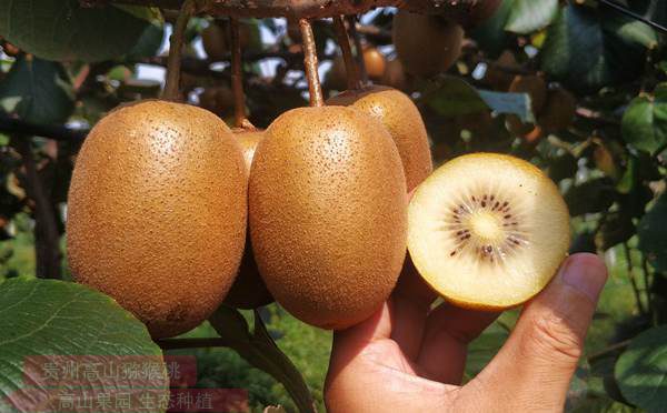 新西兰佳沛阳光金果G3猕猴桃批发零售价格多少钱一斤
