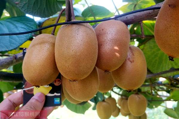 最好吃的猕猴桃品种介绍是什么