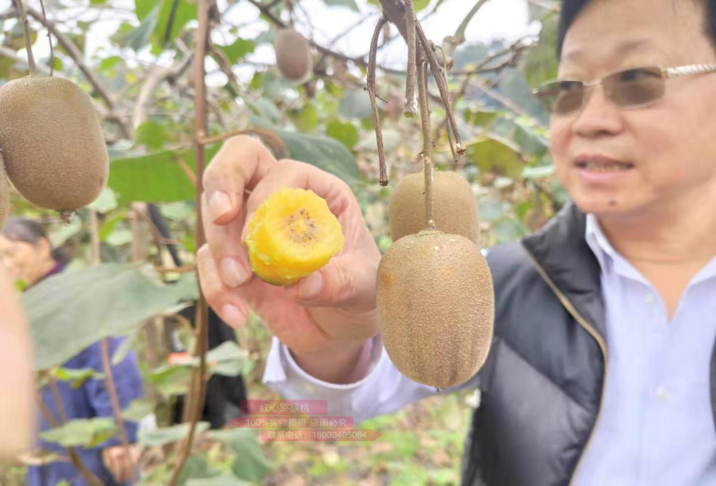 sungold金奇异果