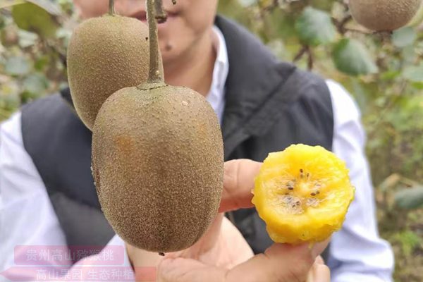 湖南邵阳绥宁县种植有机猕猴桃长势喜人市场看好
