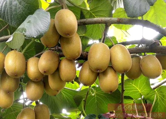 湖北赤壁神山兴农科技有限公司成立于2009年4月 从事高端优质黄心猕猴桃生产