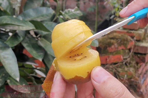 2020年这是最新新西兰佳沛阳光金果g3猕猴桃种苗高产栽培配套技术