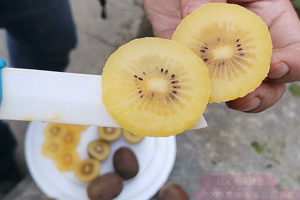 湖北和重庆正尝试种植新引进黄心猕猴桃新品种阳光金果g3