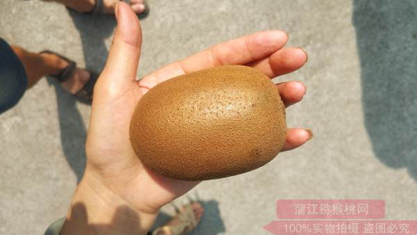 阳光金果g3