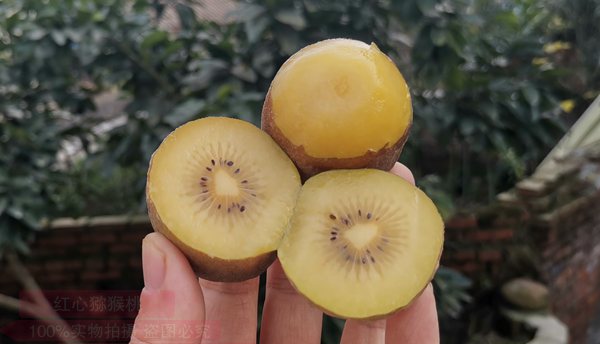 湖北赤壁神山兴农科技有限公司生产的猕猴桃产品亮相亚洲果蔬博览会