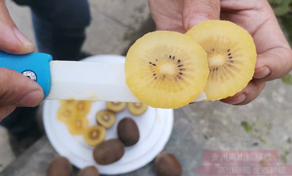 红心猕猴桃营养丰富 快速催熟和食用方法 猕猴桃的作用和疗效