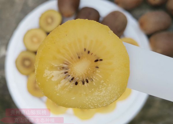 新西兰阳光金果G3猕猴桃 四川蒲江农业局领导通过网络直播销售红心猕猴桃