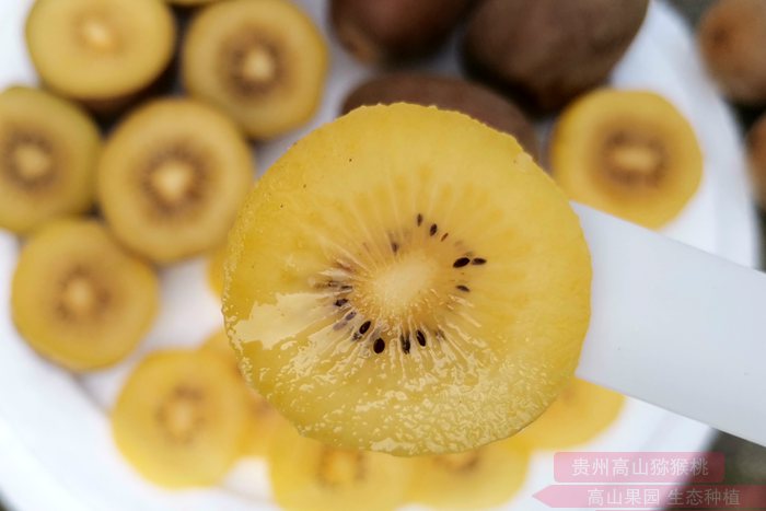 “阳光金果”G3猕猴桃介绍