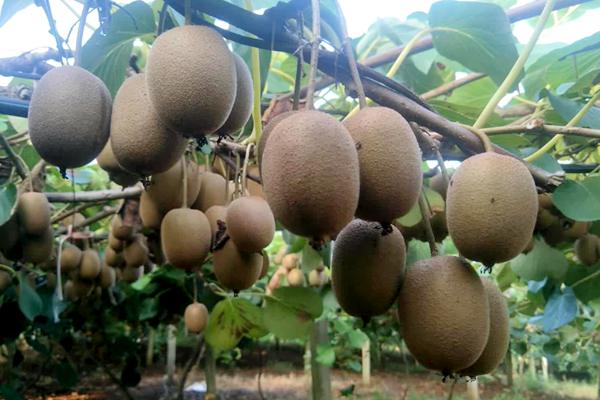将猕猴桃与能产生乙烯的水果混放可提早软熟