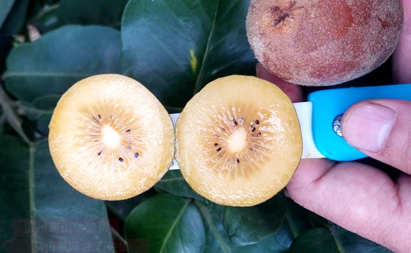 佳沛新西兰黄金奇异果籽内含有丰富维生素