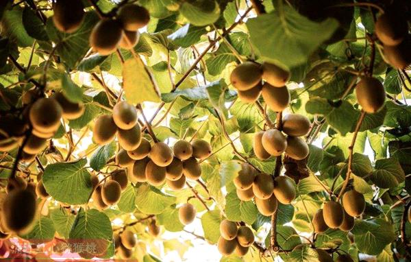 新西兰奇异果在国际市场份额不断增加 主要是阳光金果收到消费者喜爱