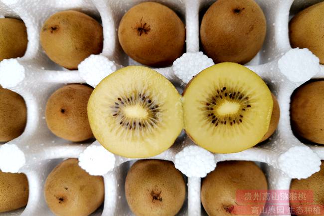 四川猕猴桃什么时候上市销售 带你看看蒲江都江堰苍溪各地