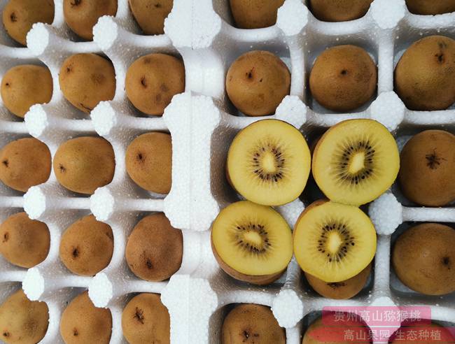 四川省广元市苍溪县亭子镇大营村红心猕猴桃花粉基地