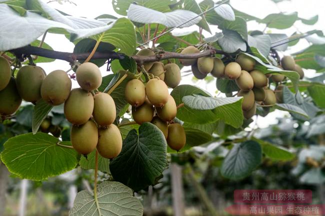 一个四川东红猕猴桃种苗嫁接的技术的价格卖得极低
