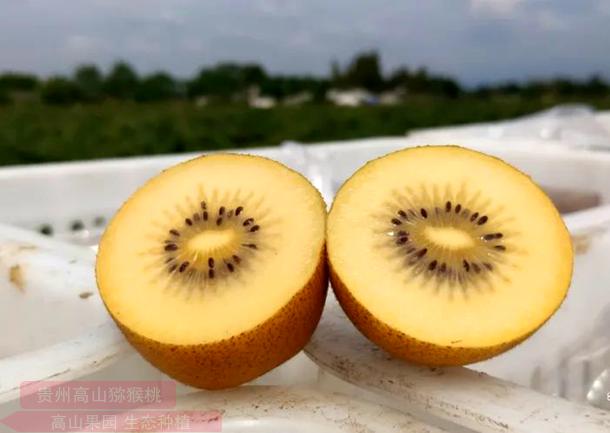 阳光金果 猕猴桃产业做大做强的必由之路 综合提升品质 倒逼转型升级