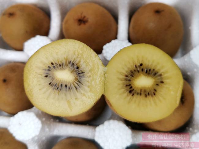 阳光金果G3猕猴桃 我国猕猴桃产业技术创新战略的三大国家级联盟