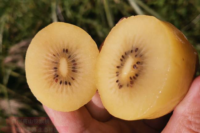 2022佳沛新西兰阳光金果新季在本来生活网正式开启预售