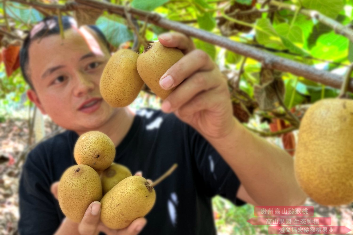 阳光金果猕猴桃 四川蒲江小伙古兴祥的红心猕猴桃迎来上市旺季