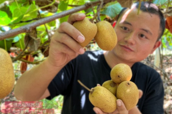 新西兰猕猴桃 四川省资阳区奇异果基地的果园内猕猴桃果实