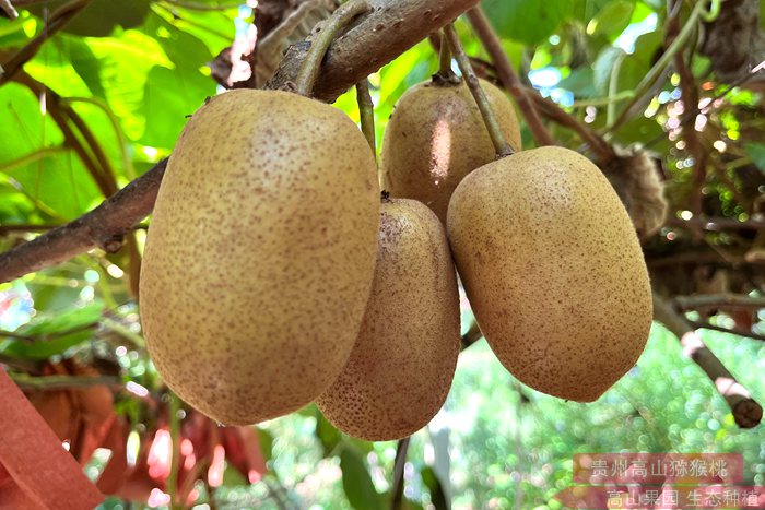 g3猕猴桃 四川广元市苍溪县迎来连续三个月的红心猕猴桃采摘季