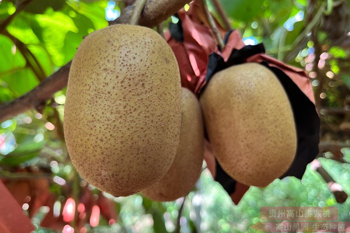 阳光金果猕猴桃 四川省资阳区奇异果基地的果园内猕猴桃果实