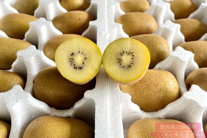 贵州省贵阳市修文县是全国第三大猕猴桃产区 主要种植贵长猕猴桃苗