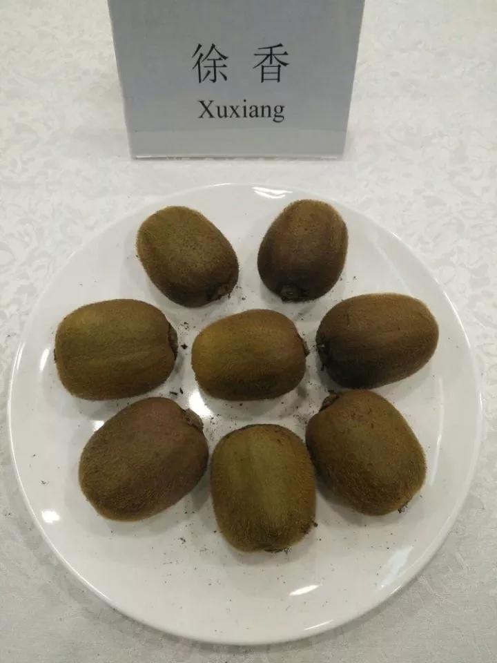 陕西绿心猕猴桃品种