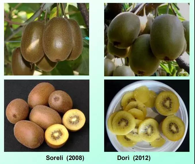 智利的首个猕猴桃品种Cristal猕猴桃