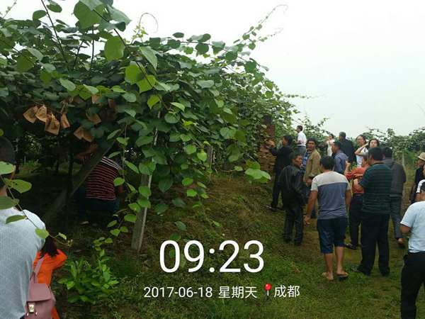 蒲江红心猕猴桃