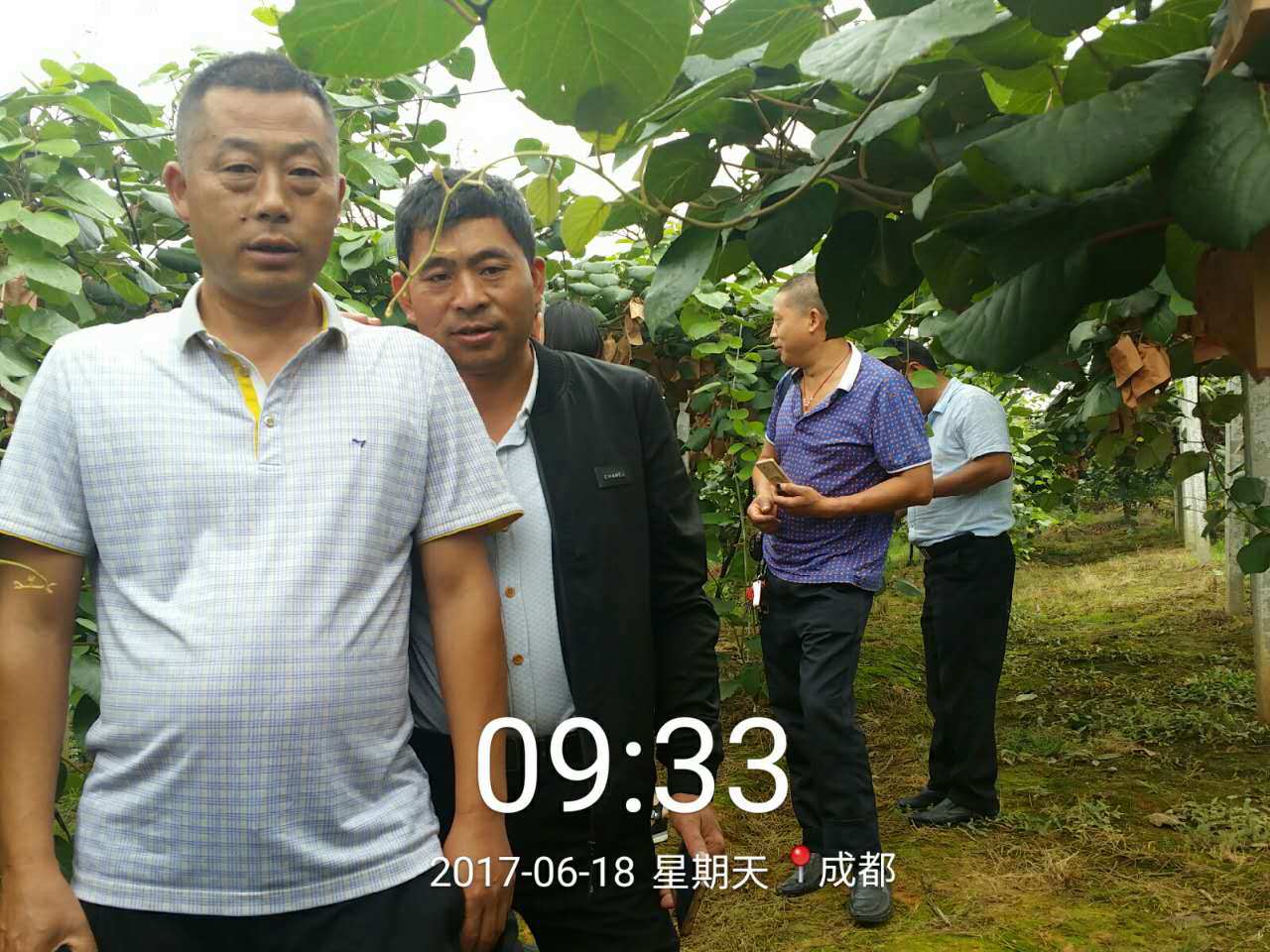 红心猕猴桃