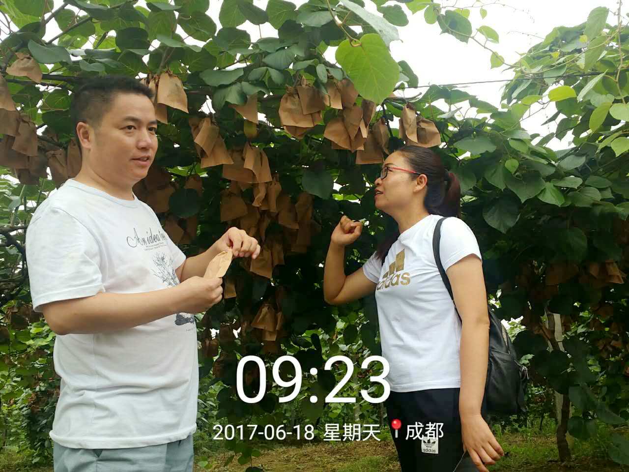 蒲江红心猕猴桃