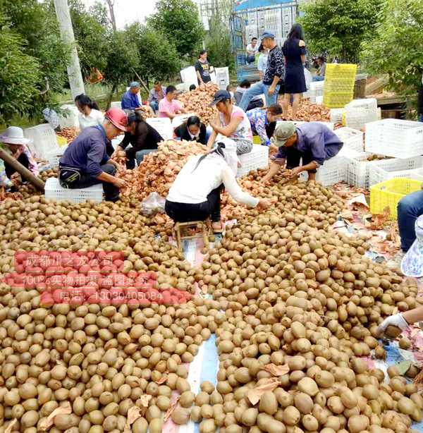 红心猕猴桃 打收入贵州遵义认养高山红心猕猴桃种植基地的总经理的猕猴桃基地