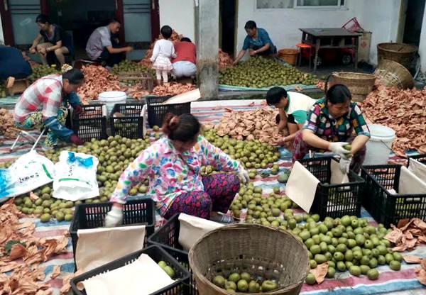 蒲江红心猕猴桃 打收入贵州遵义认养高山红心猕猴桃种植基地的总经理的猕猴桃基地