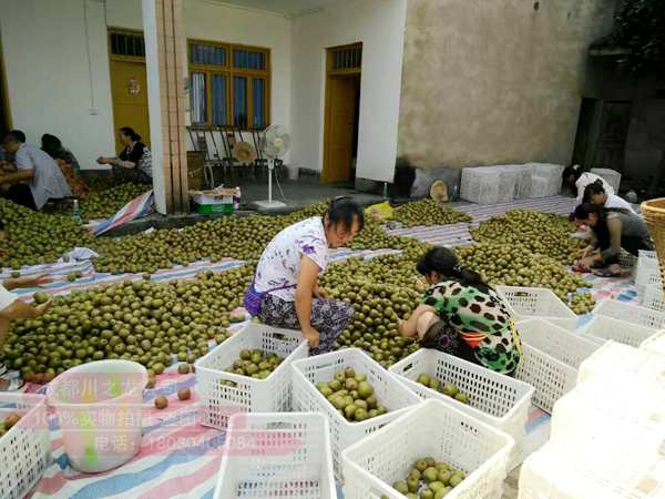 如何挑选红心猕猴桃？教给你这几点就明白了