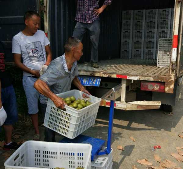 四川蒲江红心猕猴桃成熟时间和采摘时间