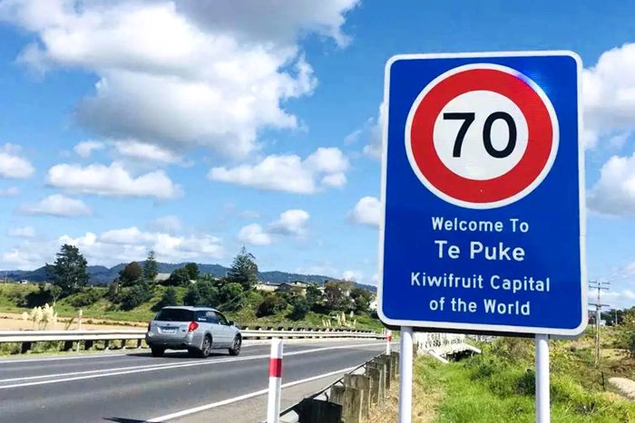 照片文字说明“猕猴桃之都欢迎你 山西省运城市引进猕猴桃种植