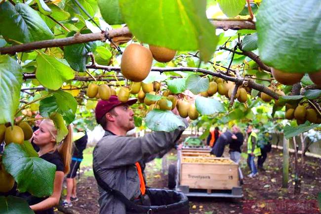 首批Zespri意大利阳光金果乘坐冷藏船从瓦多冷藏码头起航抵达中国