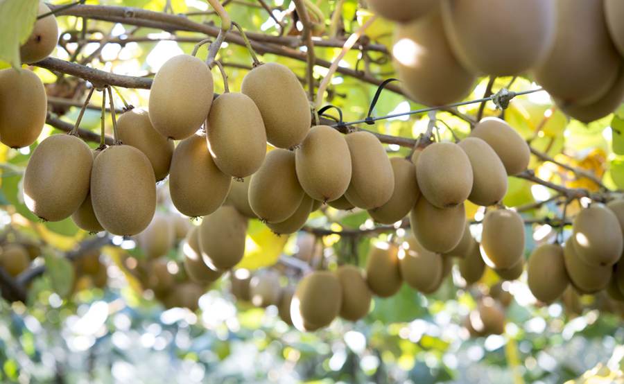 关于猕猴桃商品花粉的研究