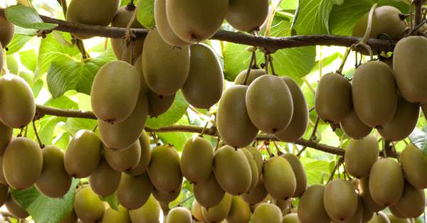 贵阳市修文县坪山村的六桶坪山猕猴桃果园里却暗藏玄机