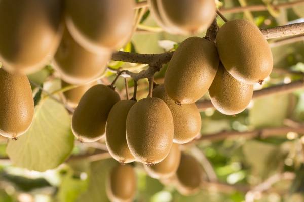 进口奇异果国产猕猴桃其实他们都是一个物种 只是产地和品种不同罢了