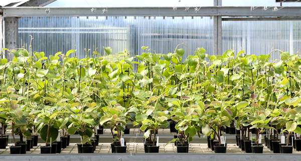 为什么新西兰的阳光金果比国产猕猴桃价格贵那么多