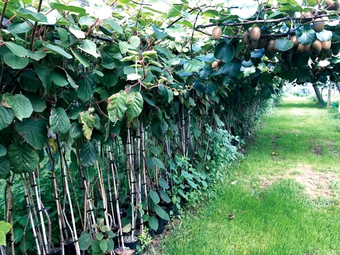 Yellow kiwifruit seedling 四川广元市苍溪县迎来连续三个月的红心猕猴桃采摘季